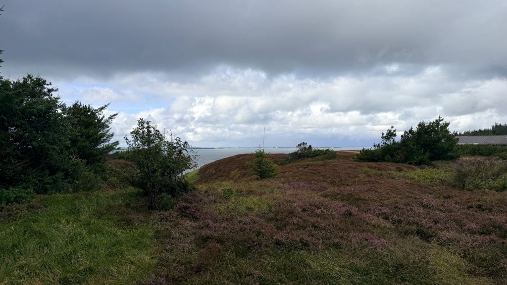 Venø - Heidelandschaft mit Blick auf den Venø Sund