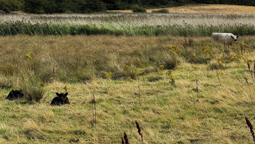 Venø - Küstenwiesen mit Rindern in freier Natur