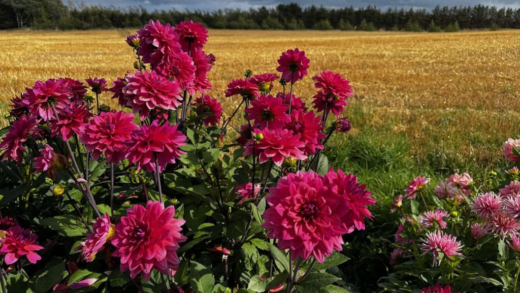 Venø - Blumen