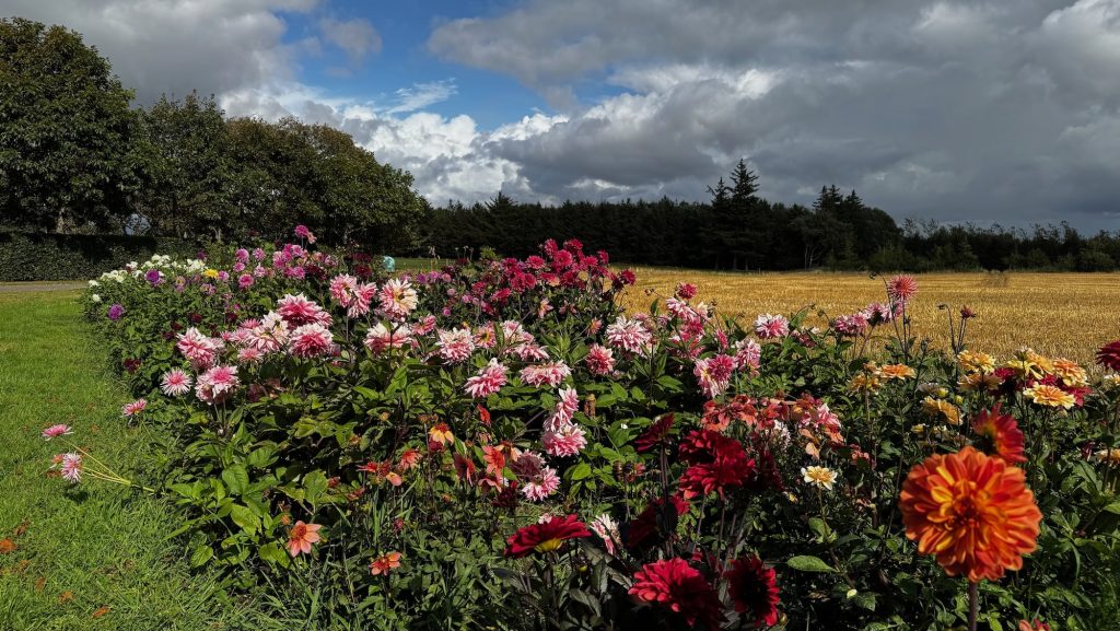 Venø - Blumen