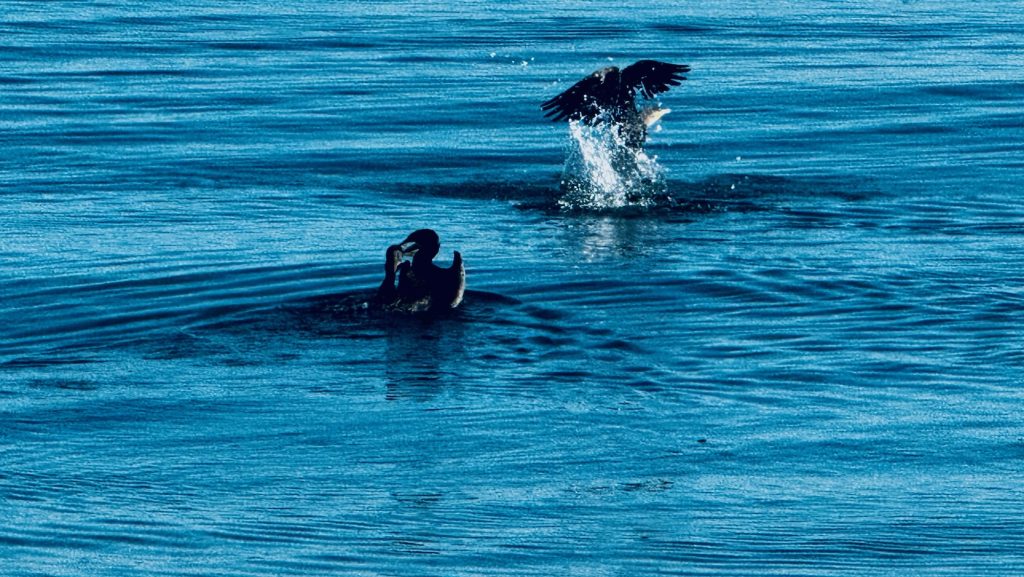 Kormoran mit frischem Fischfang