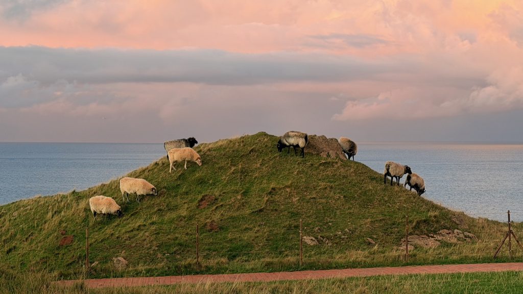 Helgoland: neben den Vögeln tummeln sich auch Schafe im Oberland